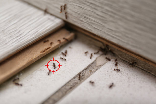 Best Pest Inspection Near Me  in Perryville, MD